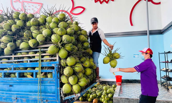 Giá dừa giảm sâu: Liên kết để không 'ngã giá'
