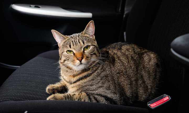 Gia đình đi hơn 160km, tá hỏa phát hiện mèo cưng 'quá giang' trên nóc xe