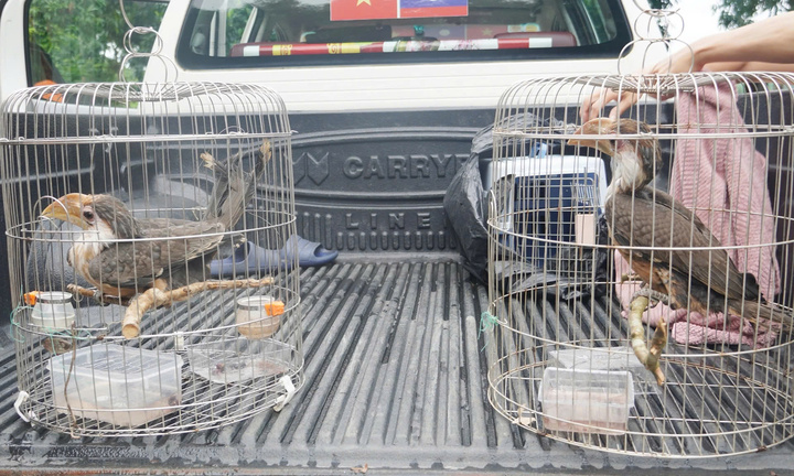 Hai con chim quý thuộc họ Hồng hoàng bay vào nhà dân ở Quảng Trị 