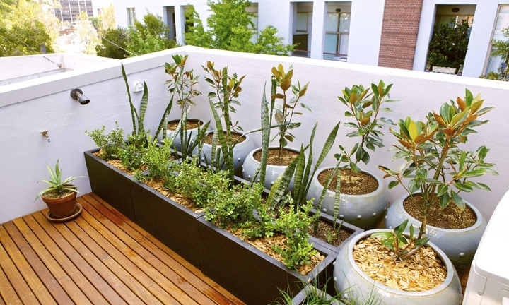 Thiết kế vườn trên sân thượng cần chú ý điều gì? 