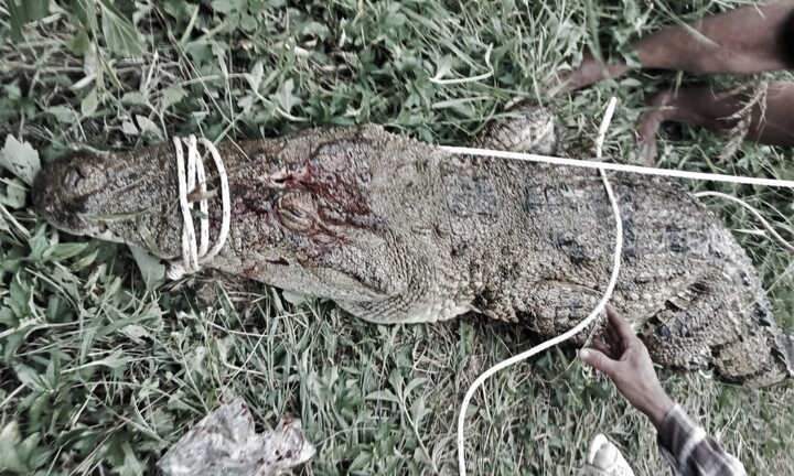 Bắt được cá sấu nặng 80kg tấn công người câu cá ở Khánh Hòa