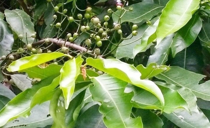 Lá vối có tác dụng gì? 