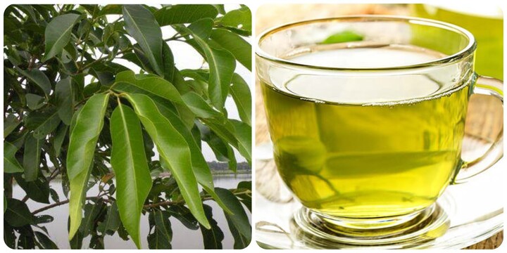 Nước lá vối tươi có tác dụng gì?