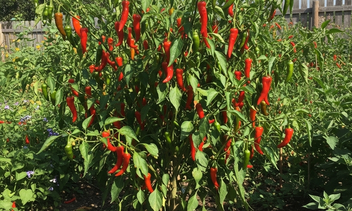 Loại gia vị mọc quanh nhà giúp cải thiện tim mạch