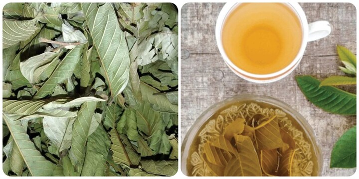 Nước lá ổi khô có tác dụng chữa bệnh gì?