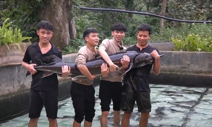 Cá tầm 50kg được nuôi 15 năm sắp xuất hiện tại Hà Nội