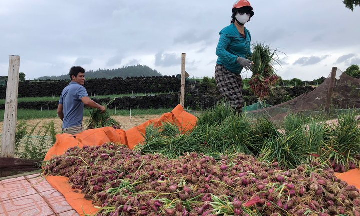 Nông dân đặc khu Lý Sơn thu hoạch hành non 'chạy bão' Fengshen