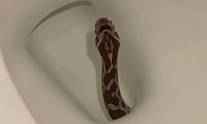 Ngồi toilet thấy có gì thúc vào người, cô gái hét lên thấy con rắn trong bồn cầu