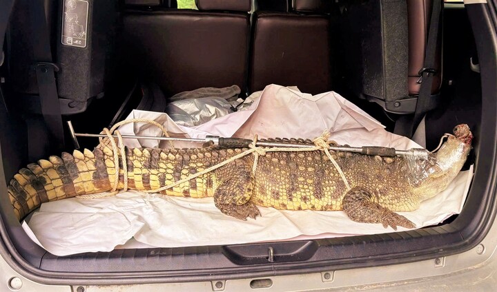 Bắt được cá sấu quý hiếm nặng hơn 50 kg ở phố biển Quy Nhơn