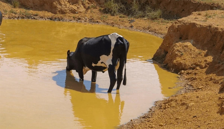 Vì sao con người uống nước bẩn sẽ mắc bệnh, còn động vật thì không?