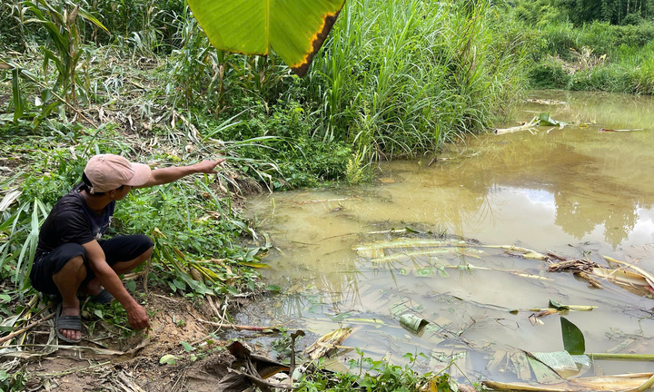 Lâm Đồng ra cảnh báo sau nghi vấn voi rừng quật chết người