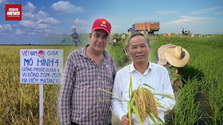 Năng suất lúa gạo Cuba tăng đột biến sau hơn 20 năm hợp tác với Việt Nam