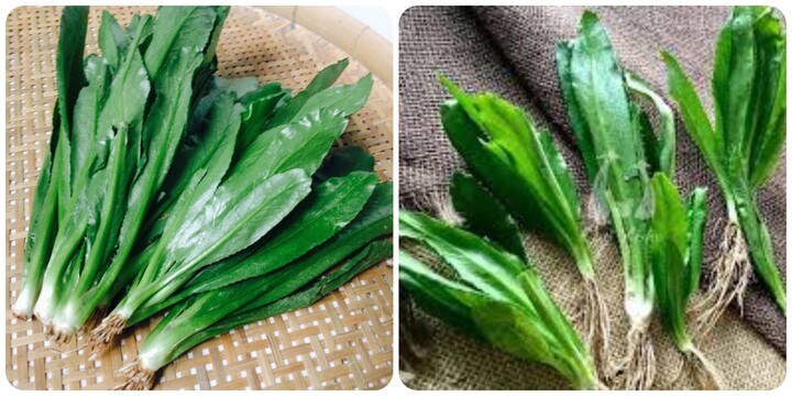 Bài thuốc chữa bệnh từ lá mùi tàu