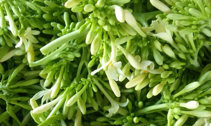 Cách ngâm hoa đu đủ đực với mật ong để trị ho, viêm họng