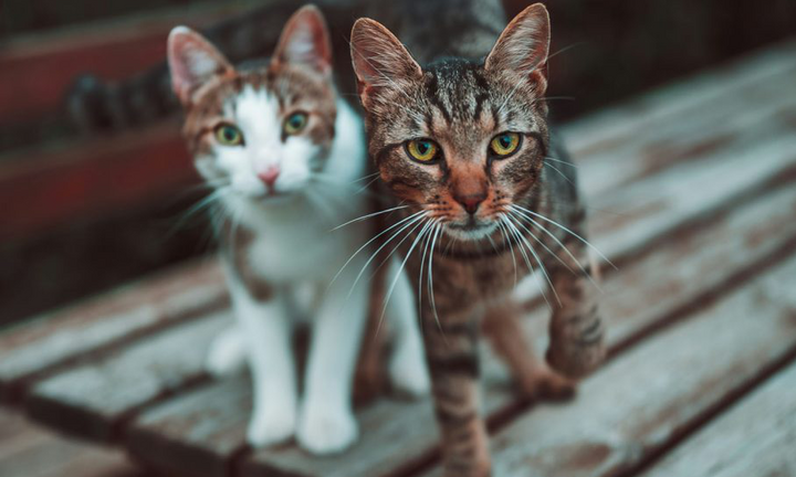 Sau ly hôn vẫn phải chu cấp tiền nuôi mèo cho vợ cũ suốt 10 năm