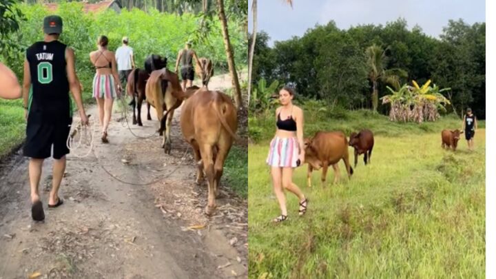 Clip du khách Tây mỗi người chăn một con bò khiến dân mạng thích thú