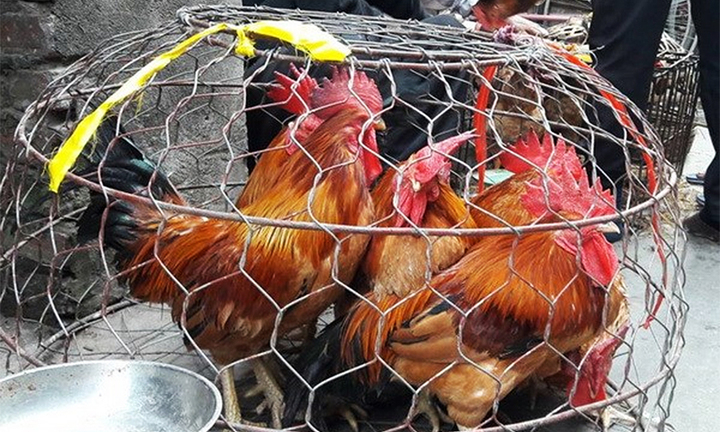 Cách phân biệt gà non và gà già khi mua gà sống