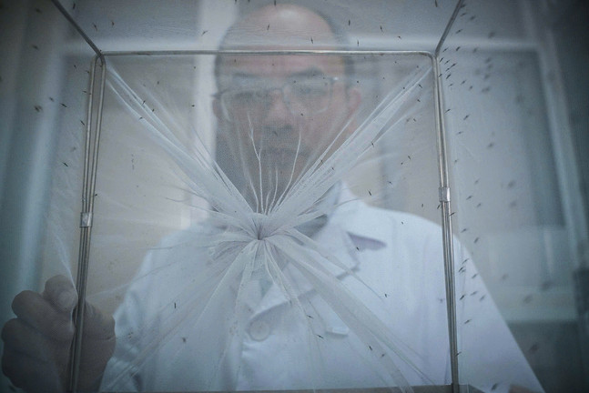 Bên trong 'công xưởng' nuôi muỗi để dập dịch sốt xuất huyết