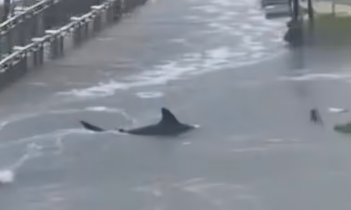 Công nghệ 30/10: Video AI giả mạo bão Melissa gây hoang mang