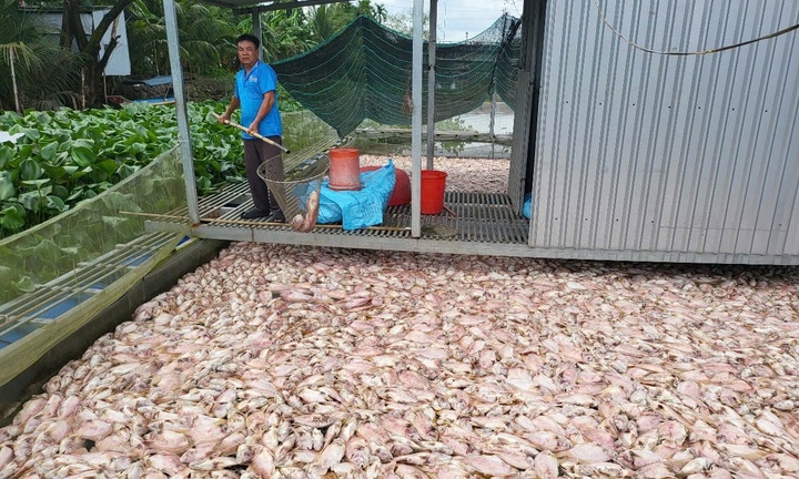 Trăm tấn cá nuôi lồng bè ở Cần Thơ chết bất thường, người dân mất tiền tỷ