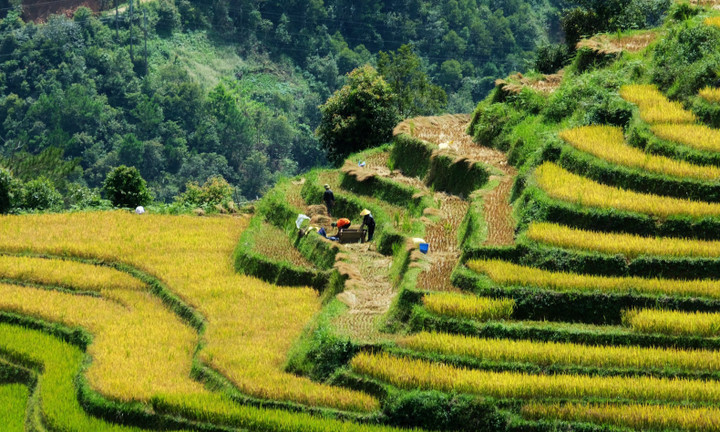 Khám phá mùa lúa chín yên bình ở bản Háng Đăng Dê, Lào Cai