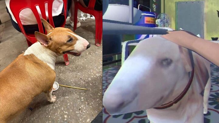Giống hệt cậu Vàng trong 'Tiệm phở anh Hai', chú chó nổi tiếng cõi mạng