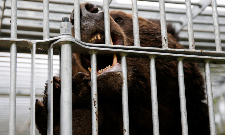 Nhật Bản huy động quân đội đối phó gấu tấn công người