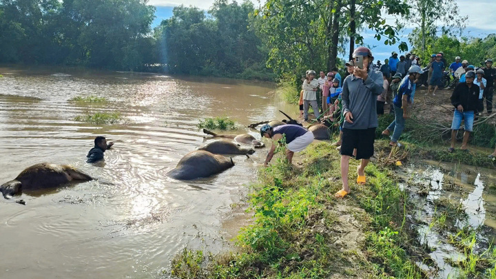 Nước lũ dâng nhanh, 23 con trâu chết ngạt ở Đắk Lắk