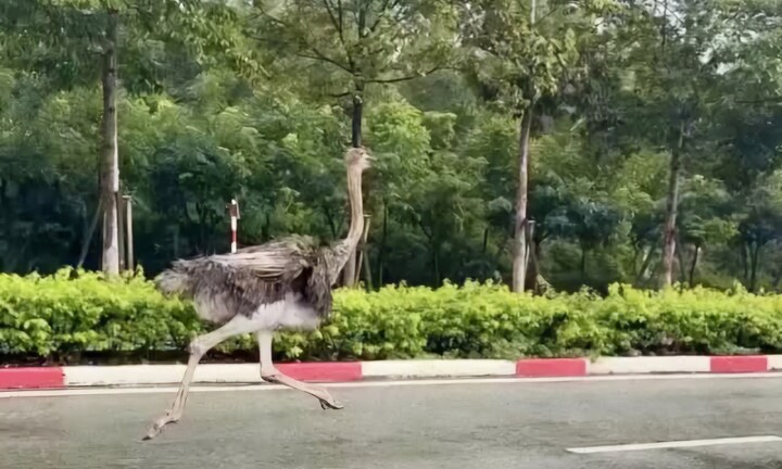 Số phận của con đà điểu xổng chuồng lao vun vút giữa đường phố TP.HCM