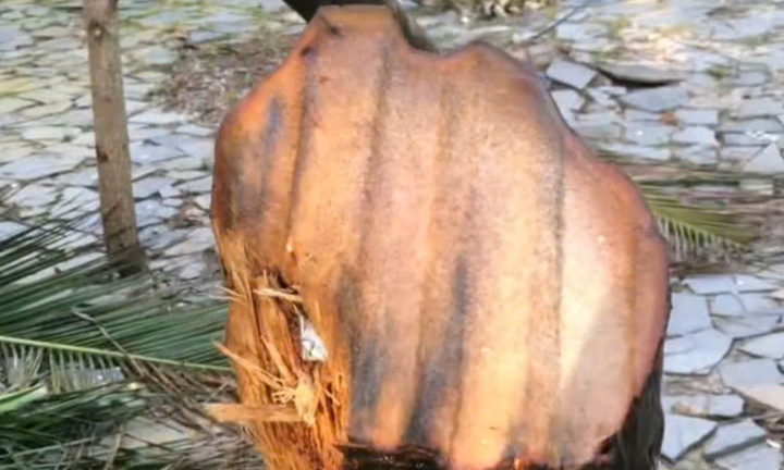 Xác minh clip 'tôn bay chém đứt thân cây dừa' ở Đắk Lắk xôn xao mạng xã hội