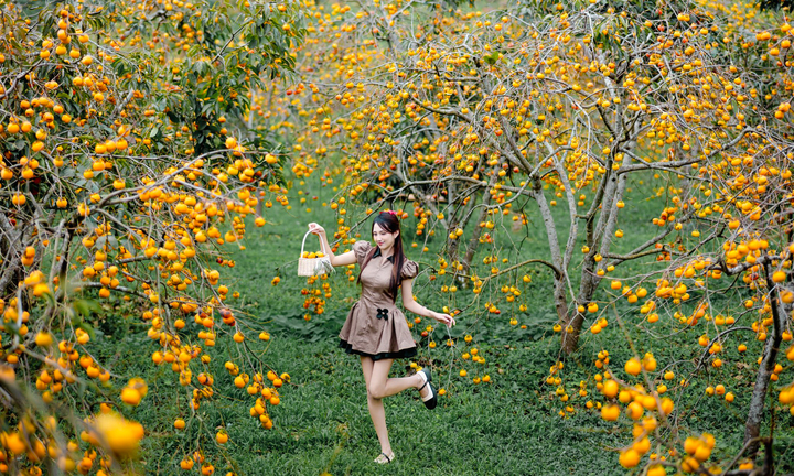 Cao nguyên Mộc Châu rực rỡ mùa hồng chín, níu chân du khách gần xa