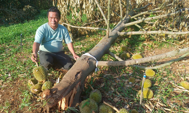 Hàng chục ha sầu riêng đổ rạp sau bão số 13, nông dân khóc nghẹn giữa vườn