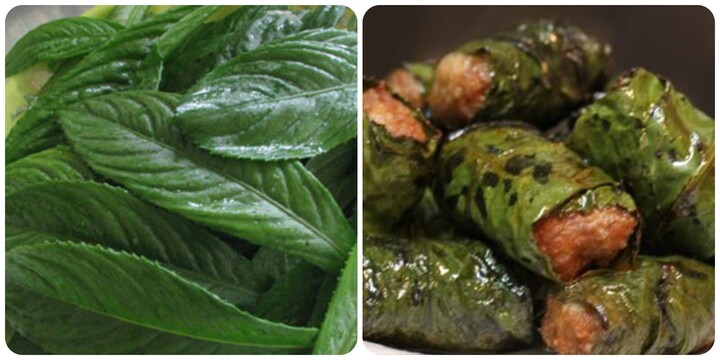 Lá xương sông có tác dụng gì?