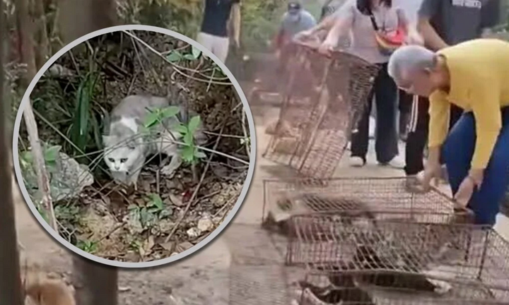 Màn 'phóng sinh' bi thảm hơn 1.100 con mèo ở hồ nước, nhiều con chết đuối