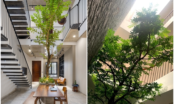 Những loại cây thân gỗ thích hợp trồng dưới giếng trời