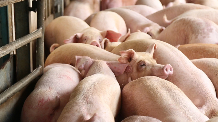 Bão lũ dồn dập, nguồn cung thịt mùa Tết năm nay có đảm bảo?