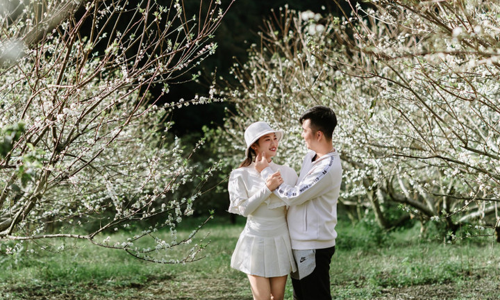 Hoa mận nở sớm, Mộc Châu toả sắc trắng tinh khôi giữa tháng 11