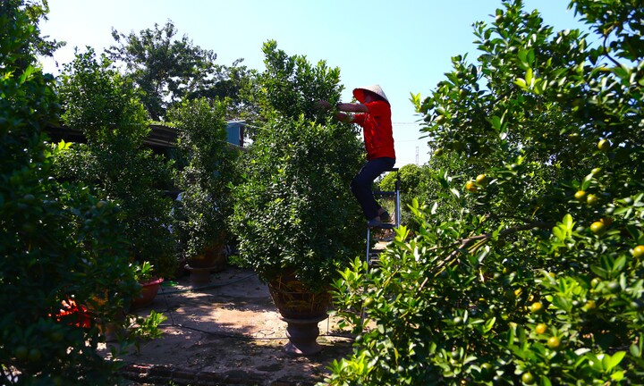 Đón Tết Bính Ngọ, khách sớm xuống tiền đặt cọc quất cảnh vì lo 'cháy hàng'