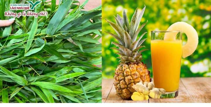 Dứa và tre trong y học cổ truyền và tiềm năng ứng dụng trong y học hiện đại