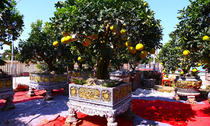 Bưởi Diễn hàng chục triệu đồng sẵn sàng chờ khách 'rước' về chơi Tết