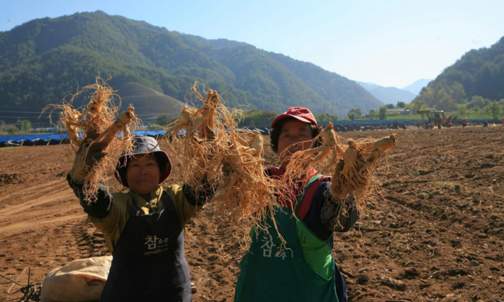 Sampling 2025: Trải nghiệm tinh hoa hồng sâm Hàn Quốc tại Việt Nam