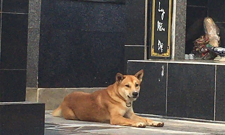 Trung thành, yêu chủ tuyệt đối, nhưng chó ta cảnh giác và không tin chủ, vì sao?