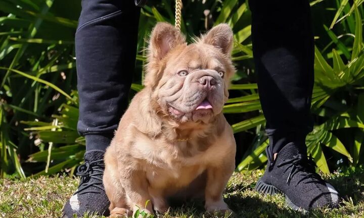 Chú Bulldog đắt nhất thế giới có giá 3 tỷ đồng sở hữu những nét đẹp hiếm có