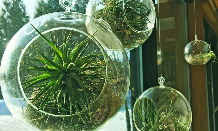 9 cây cảnh rất khó chết, dù bị quên tưới nước vẫn sống khỏe