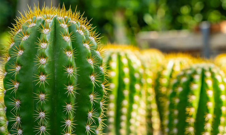 9 loại cây cảnh ưa nắng thích hợp trồng ở ban công