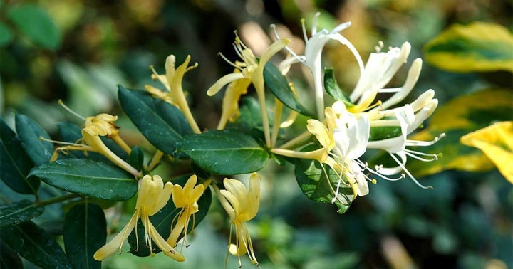 Những loại cây không nên trồng ở ban công theo quan niệm phong thủy