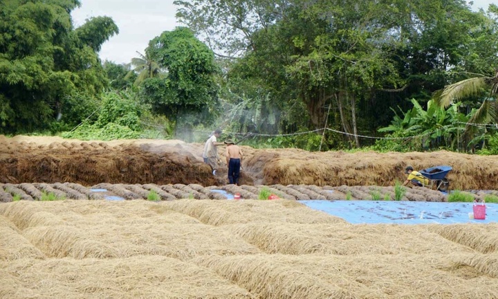 Gỡ 'nút thắt' cho hàng trăm tấn rơm rạ, mở đường cho kinh tế xanh
