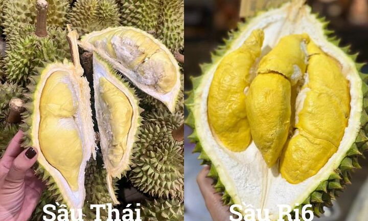 So sánh sầu Thái và sầu Ri6, loại nào ngọt và béo hơn?