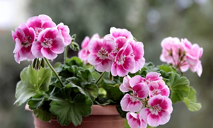 8 loại cây cảnh không phù hợp đặt ở phòng làm việc