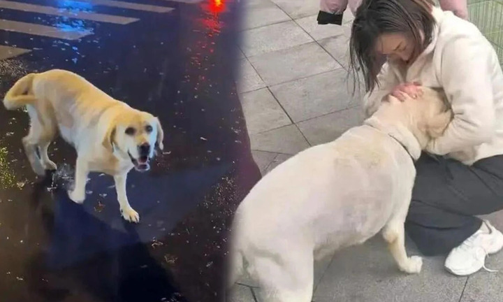 Kỳ diệu chú chó đi lạc 1.500 km vẫn quay trở về với chủ